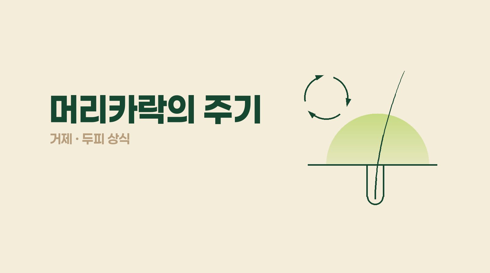 머리카락은 어떤 주기로 자라고 빠질까?