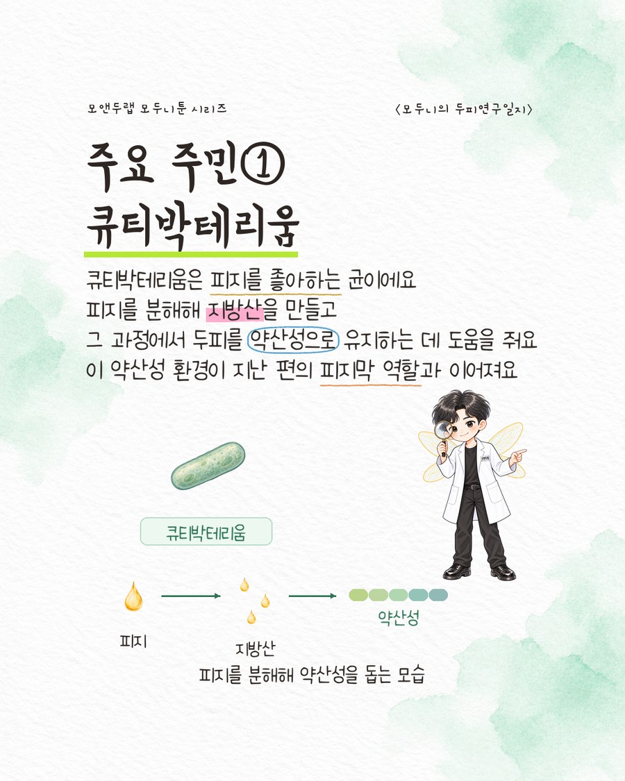 확대된 막대 모양 세균 아이콘 하나 아래에 '큐티박테리움' 라벨이 있고, 피지 방울에서 화살표가 이어져 작은 지방산 방울들로, 다시 화살표가 이어져 약산성을 뜻하는 색 그라데이션 띠로 연결된 그림. 캐릭터가 돋보기를 들고 들여다보고 있다